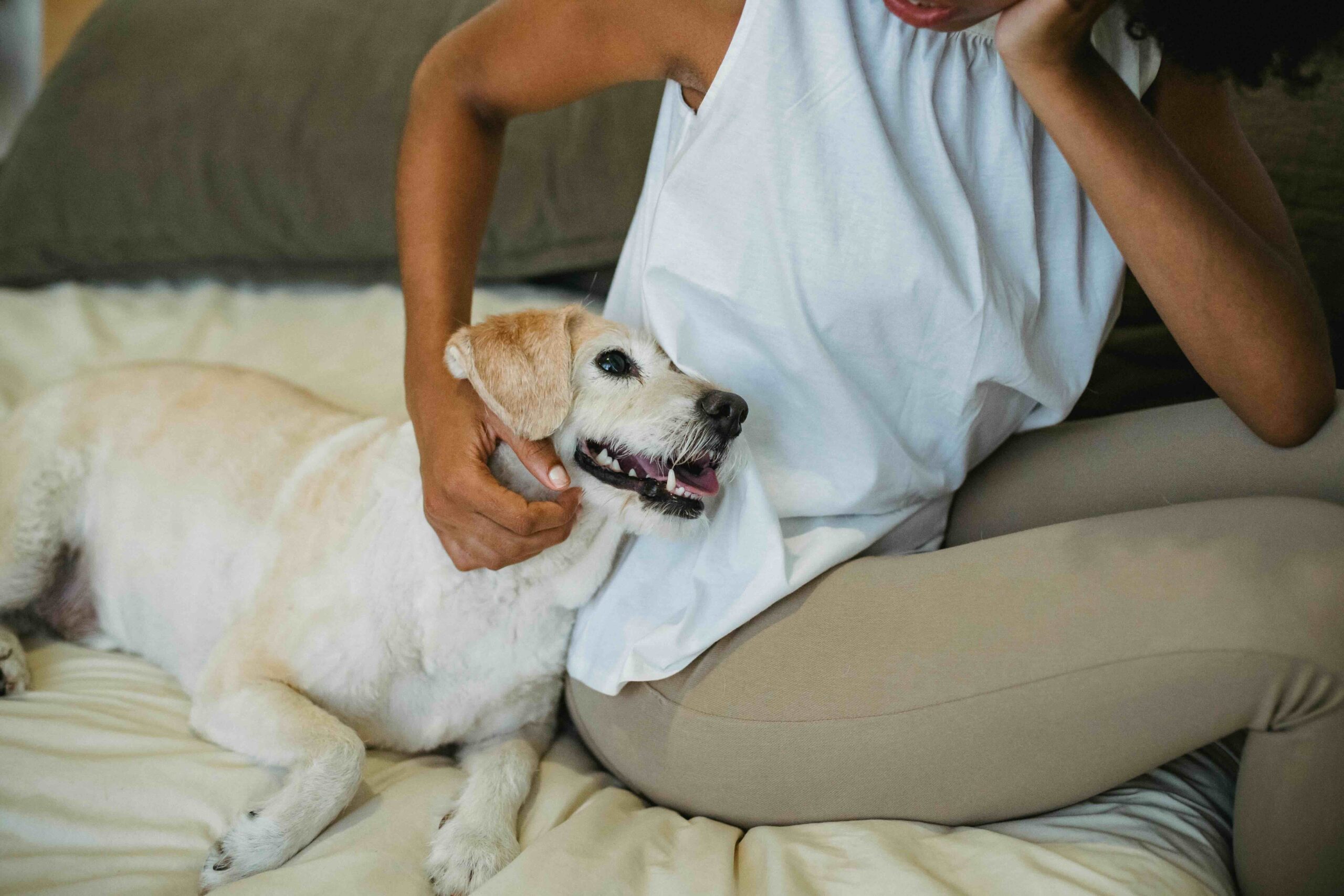 Chien détendu sur le canapé avec son humaine – anxiété de séparation