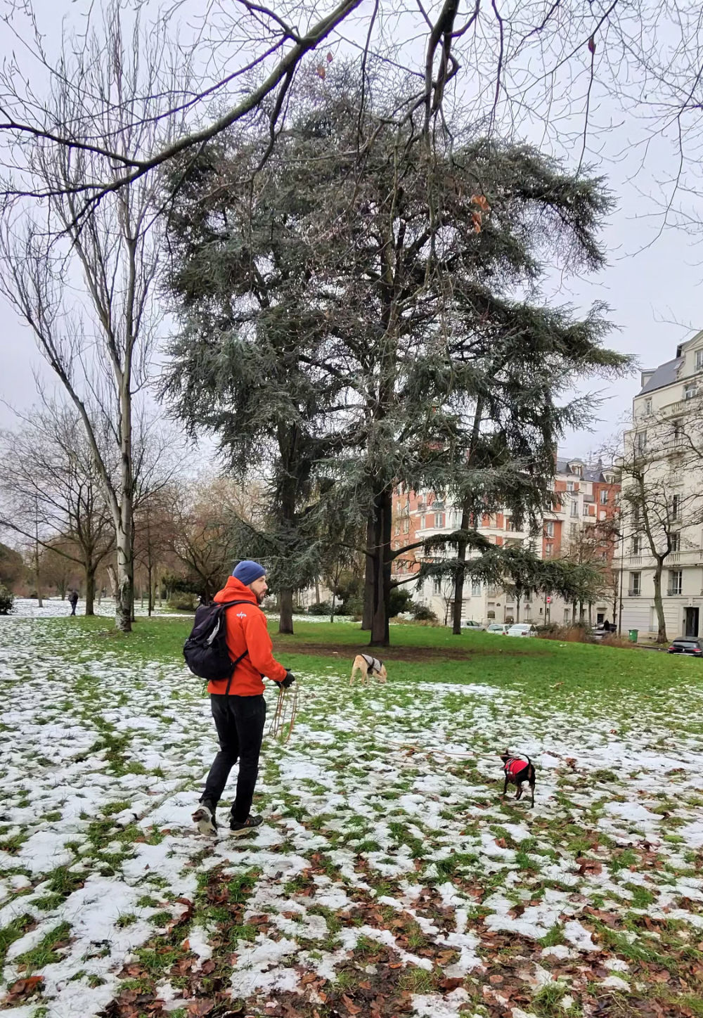 6366D7D0-8028-44FD-93E3-FF641740C8EE Chien qui regarde par la fenêtre