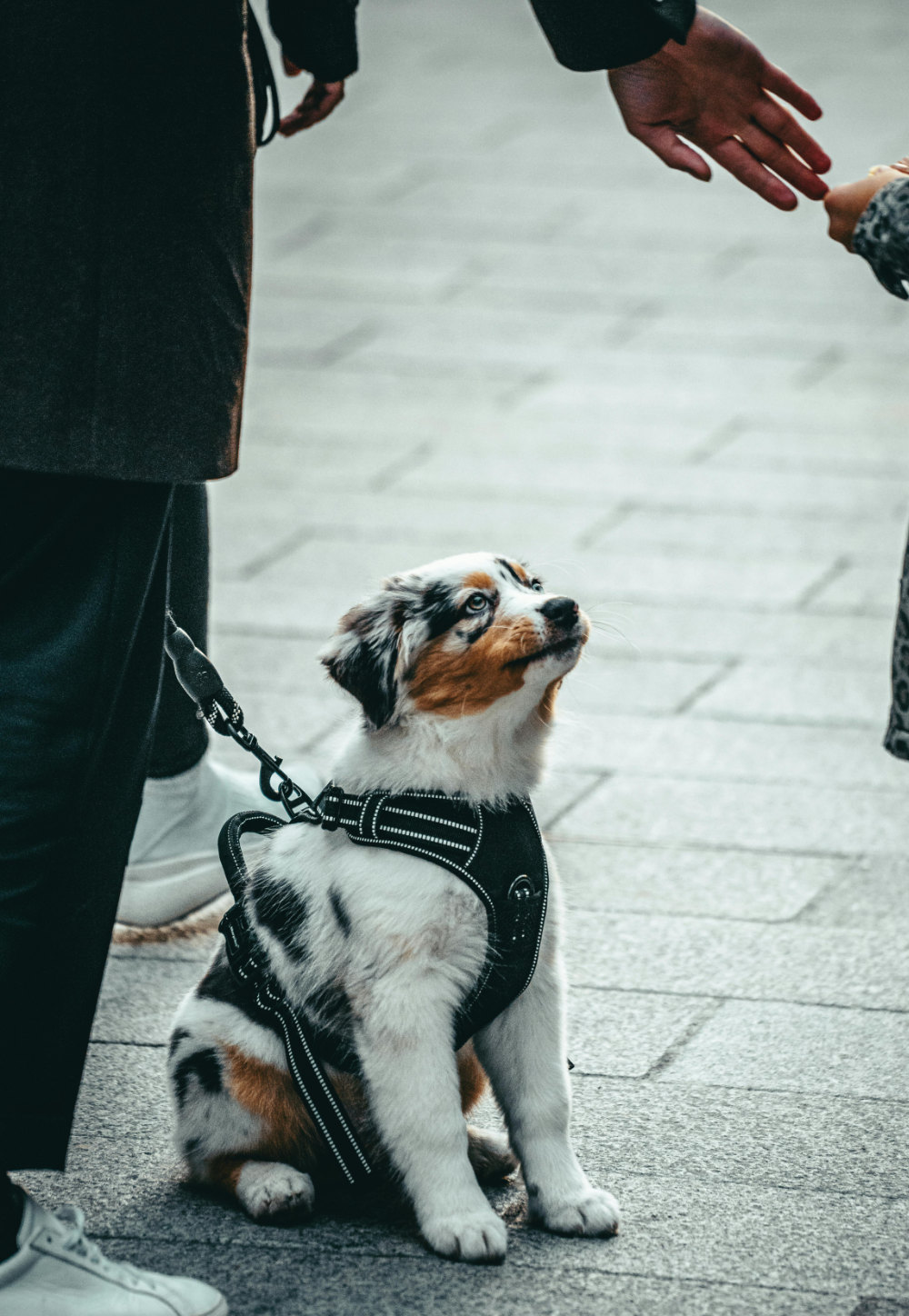 Chien qui regarde par la fenêtre