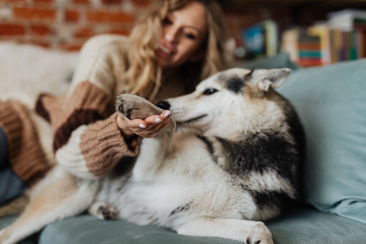 Chien apais&eacute; avec son humain apr&egrave;s une r&eacute;&eacute;ducation comportementale positive