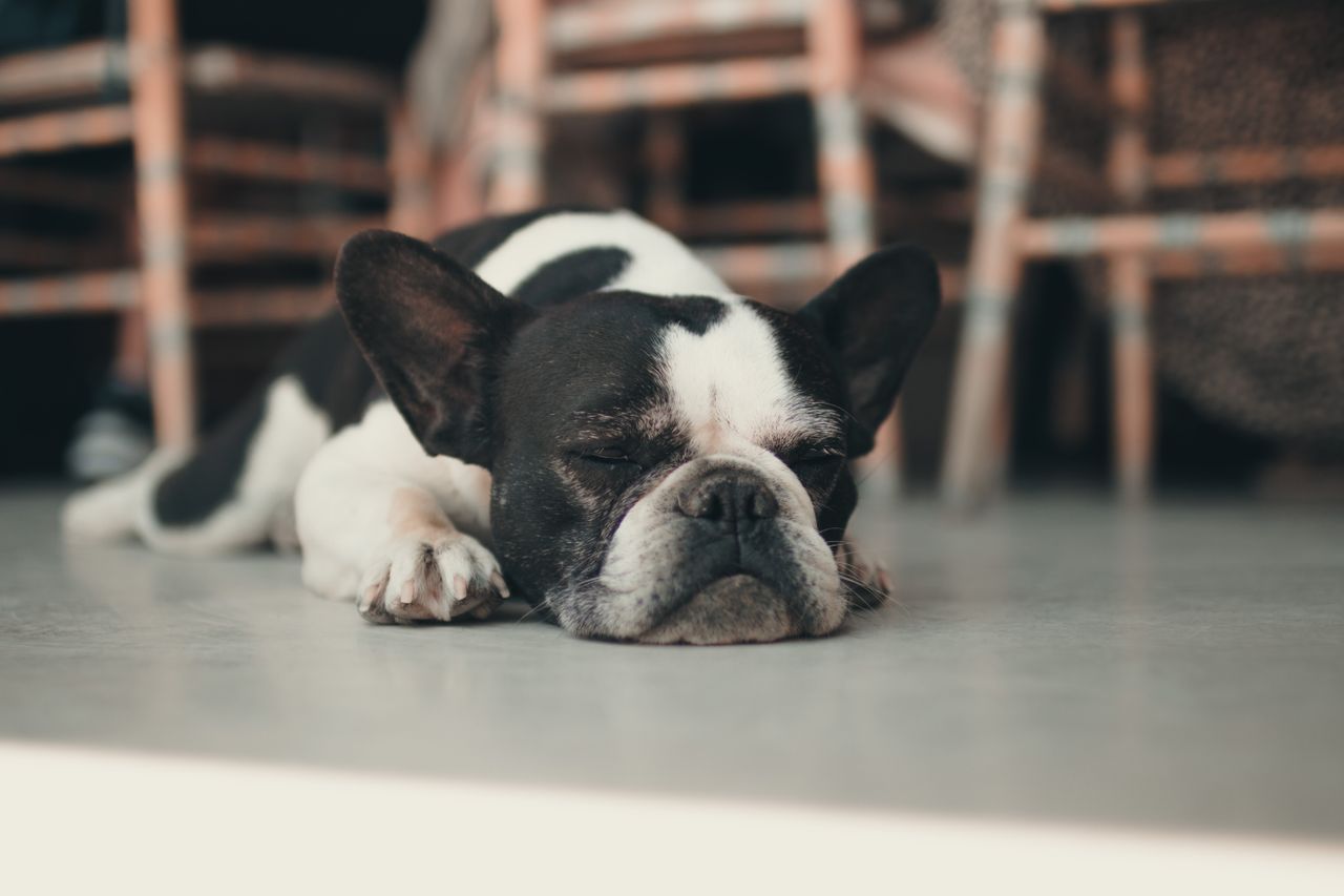 Chien calme sur son tapis pendant une r&eacute;&eacute;ducation comportementale positive