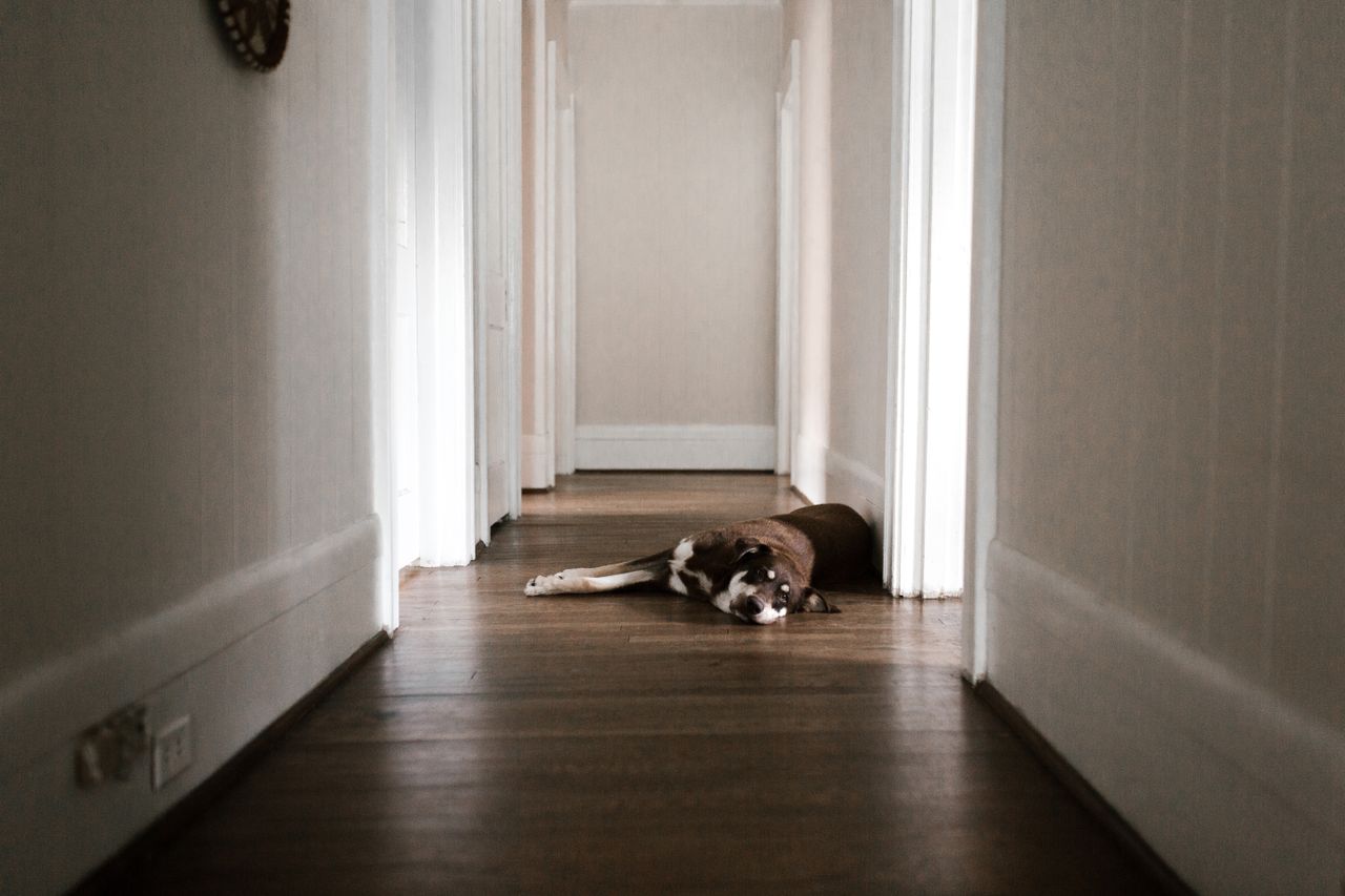 Chien seul &agrave; la maison pendant un protocole d&rsquo;anxi&eacute;t&eacute; de s&eacute;paration